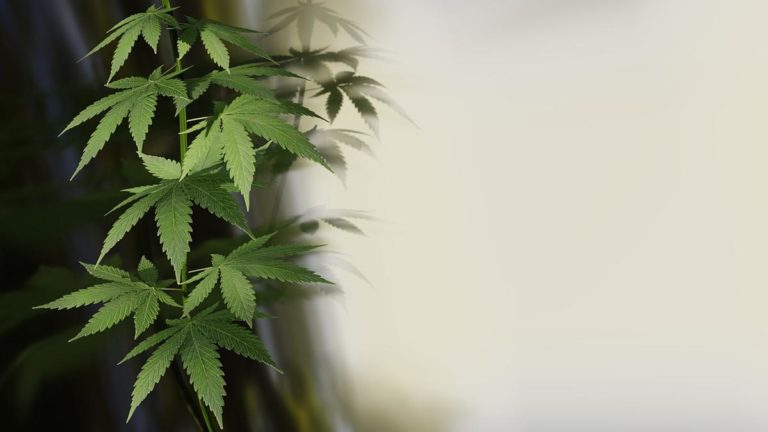 Jak hodować marihuanę w warunkach domowych?