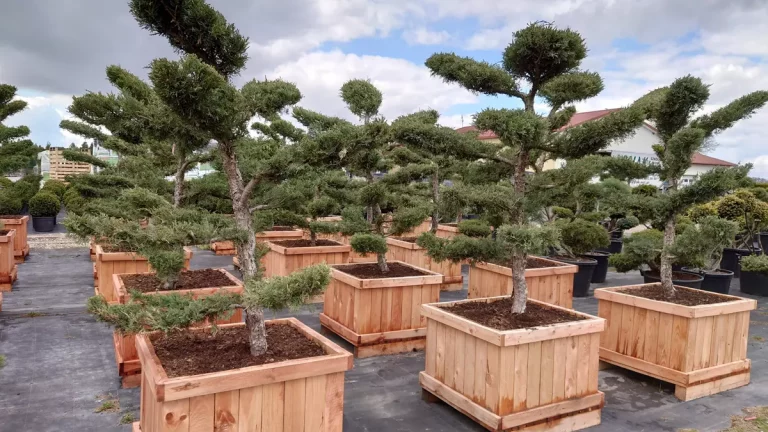 Najciekawsze gatunki roślin do miejskich ogrodów